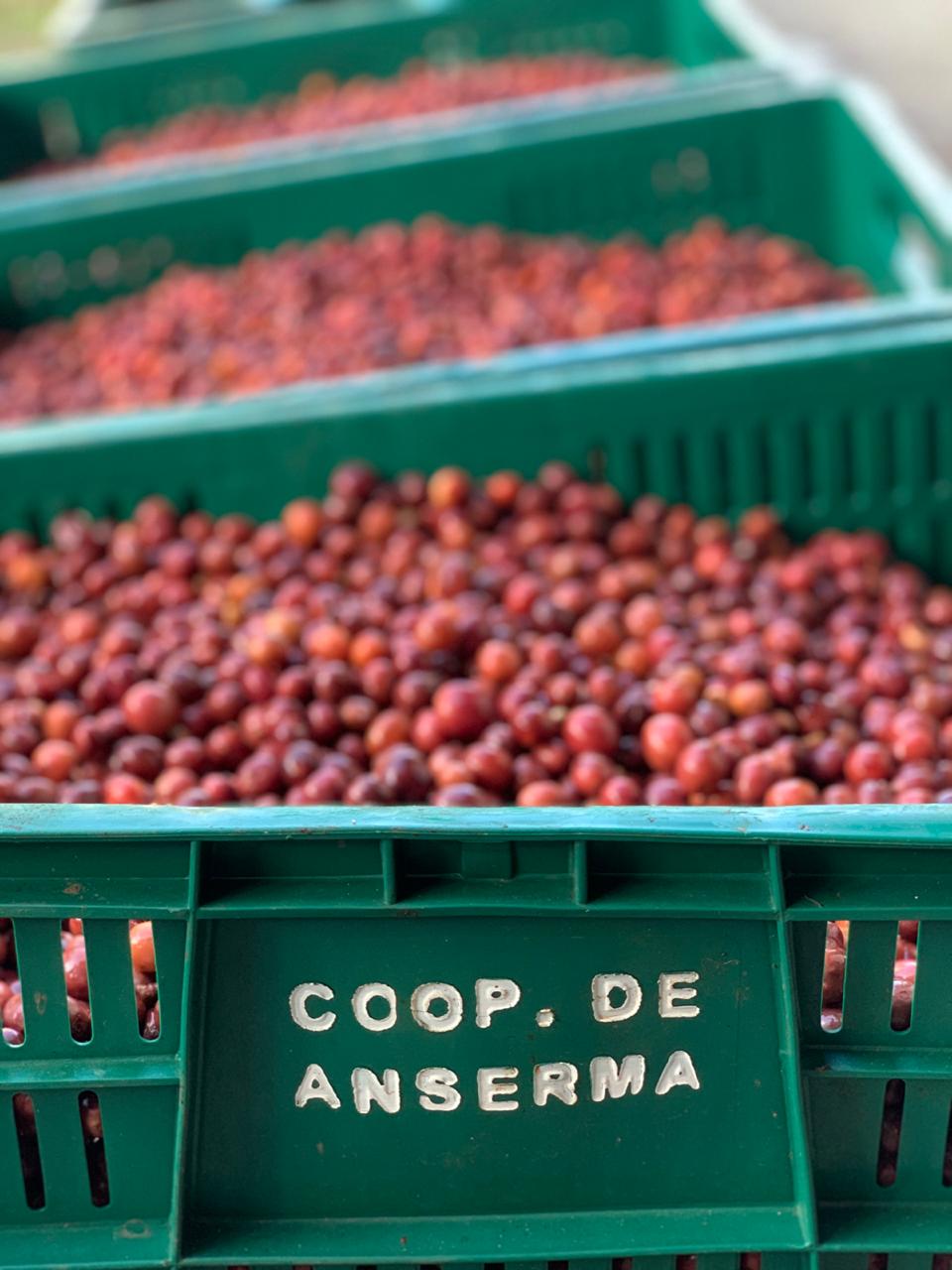 Colombia Anserma