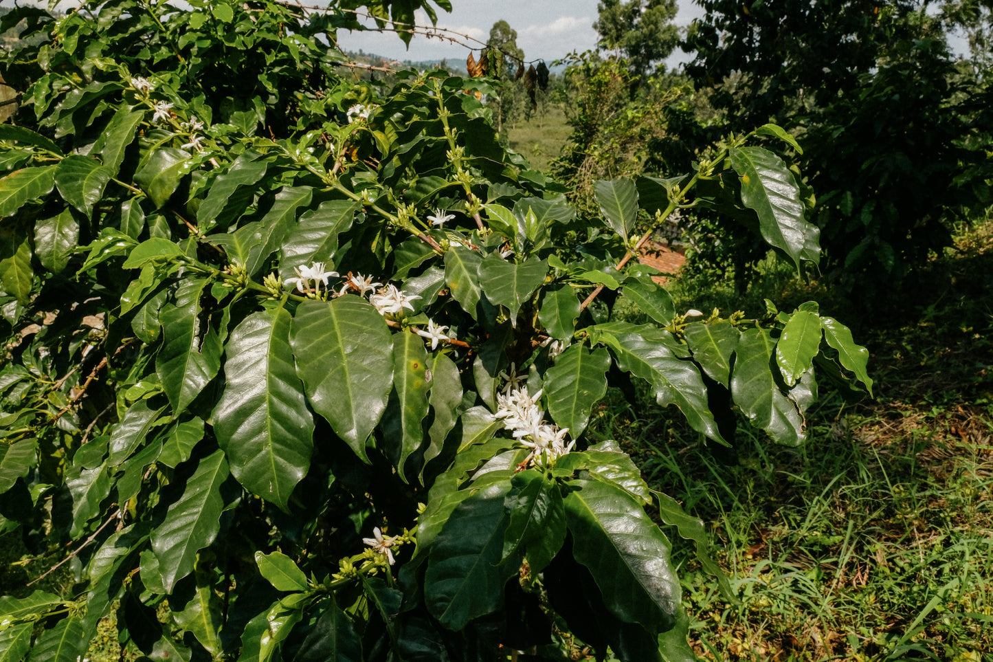 Rwanda Kirambo 123