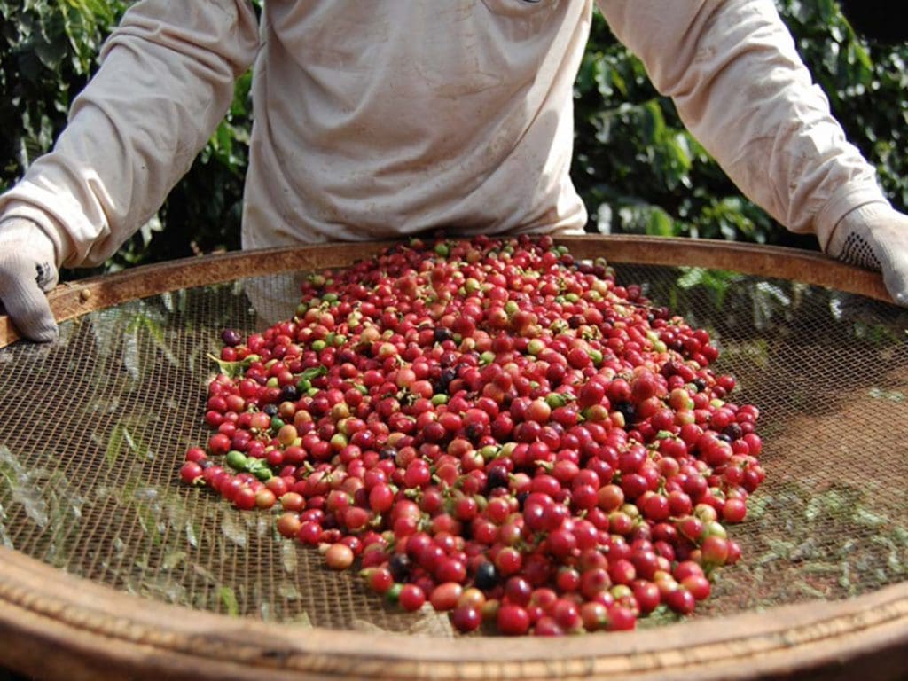 Brazil SARAVÁ