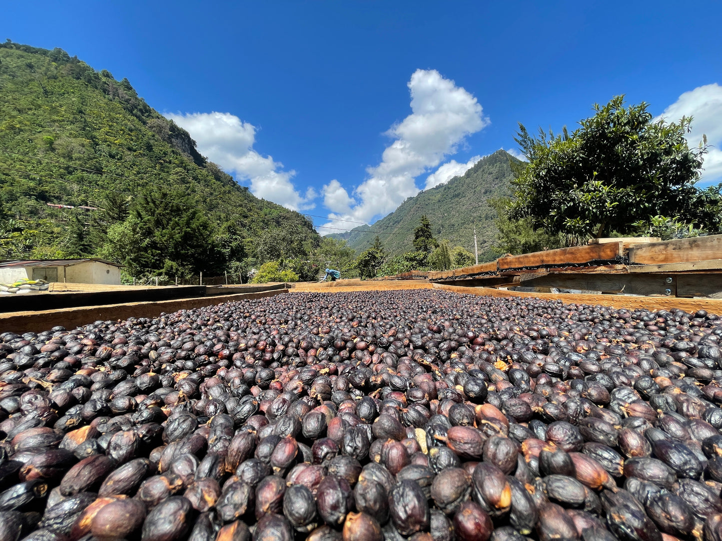 Guatemala La Bolsa (Rainforest Alliance Certification)