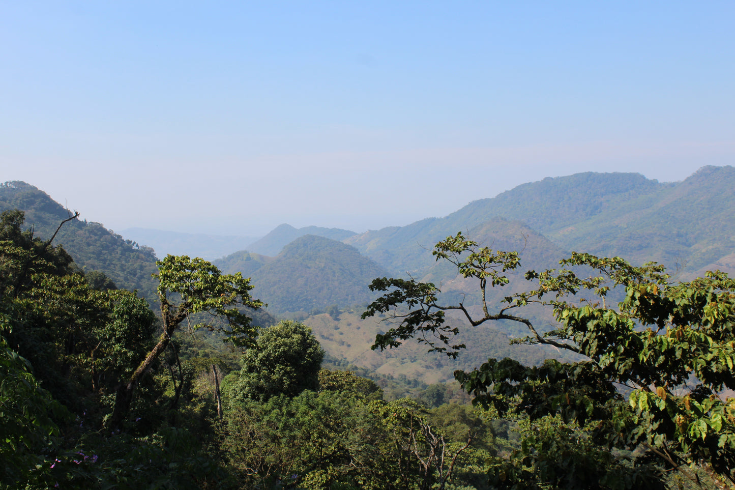 Guatemala La Bolsa (Rainforest Alliance Certification)