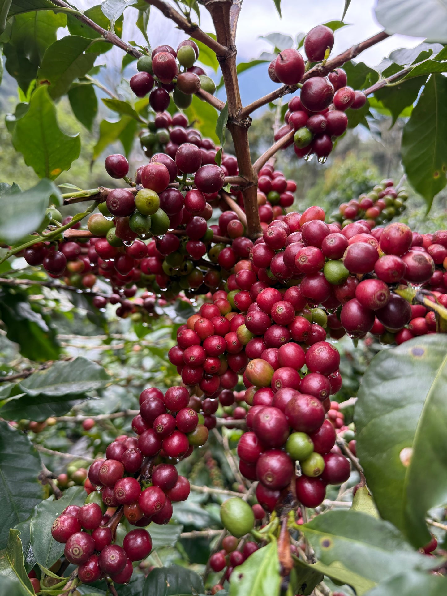 Guatemala La Bolsa (Rainforest Alliance Certification)