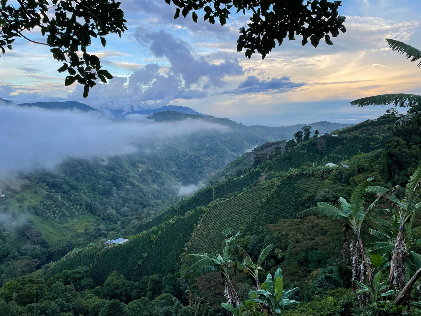 Colombia Suukala