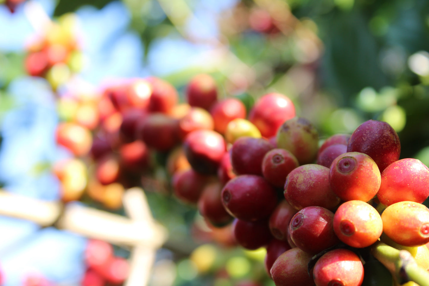 Guatemala La Bolsa (Rainforest Alliance Certification)