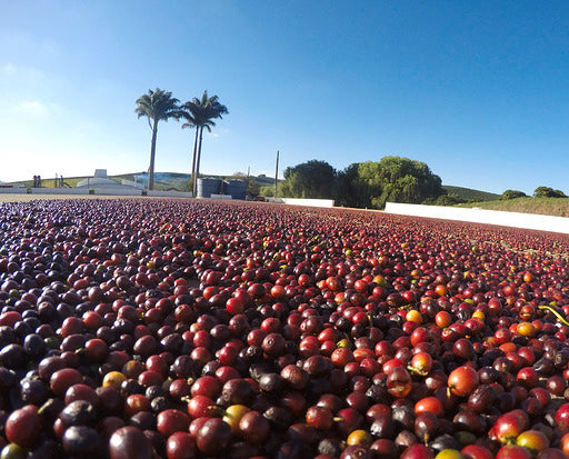 Seasonal Brazil