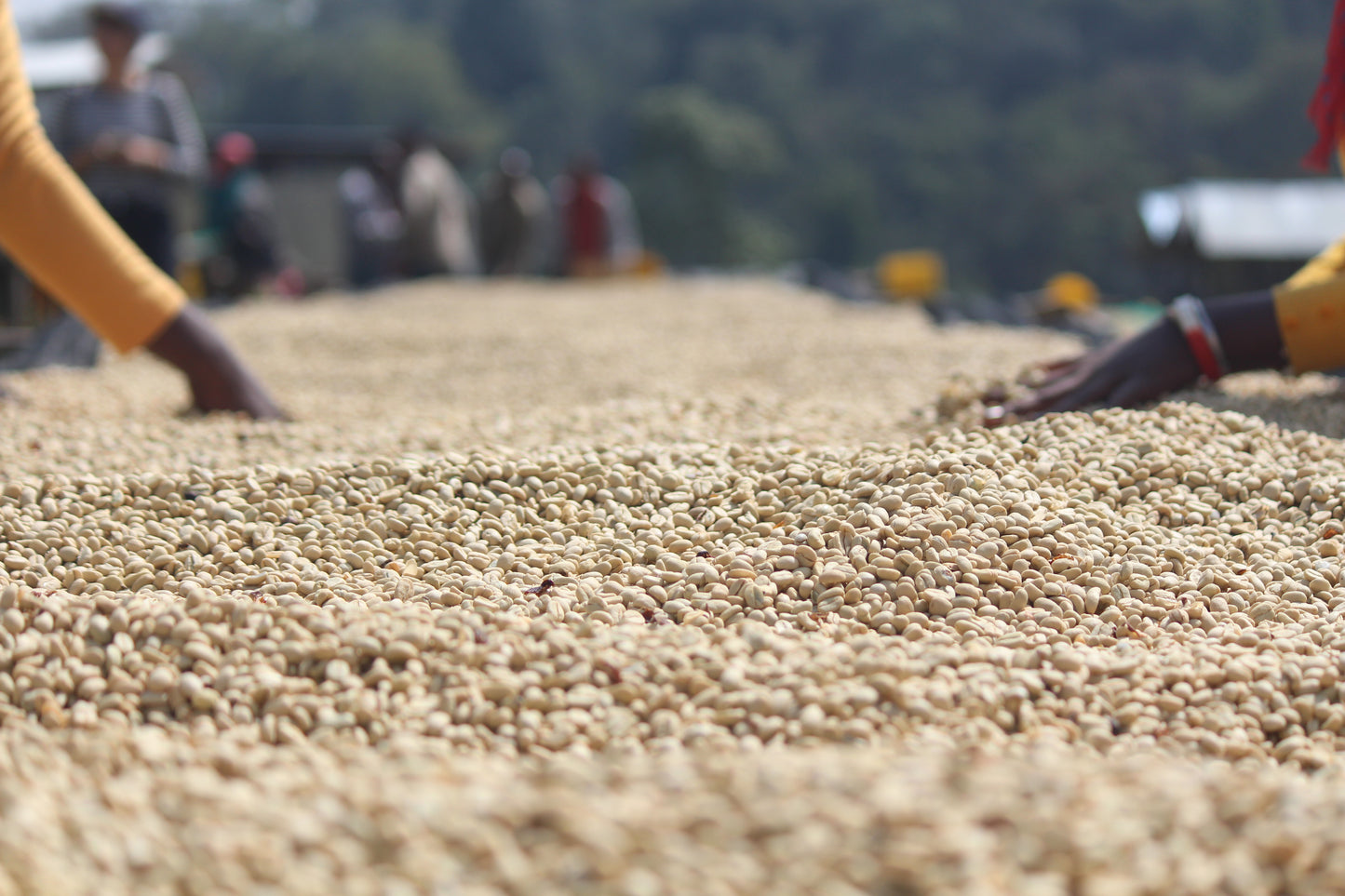 Ethiopia GOTITI