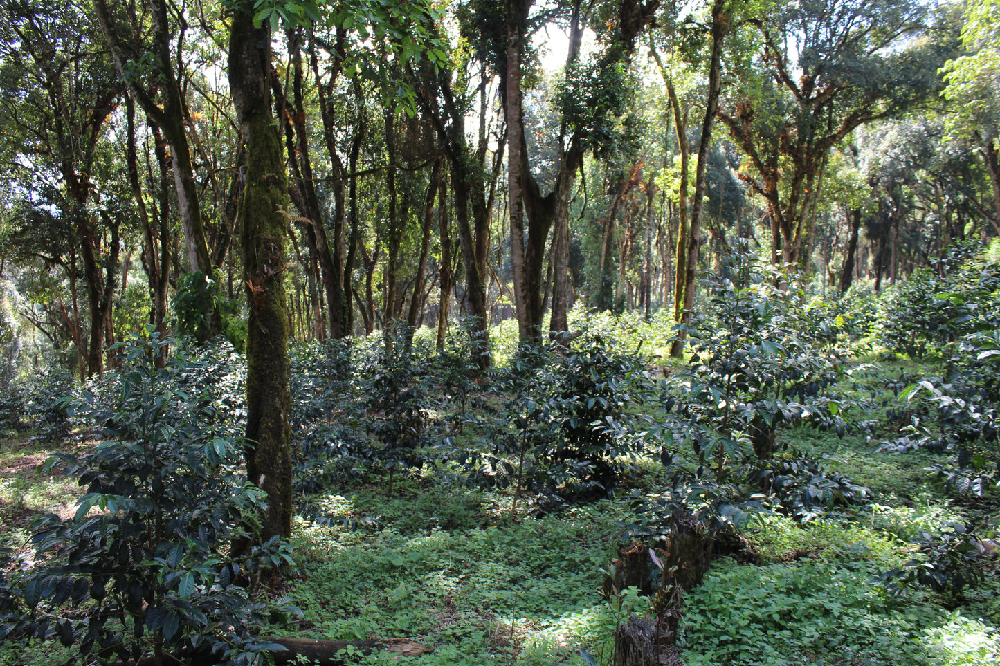 Ethiopia GOTITI