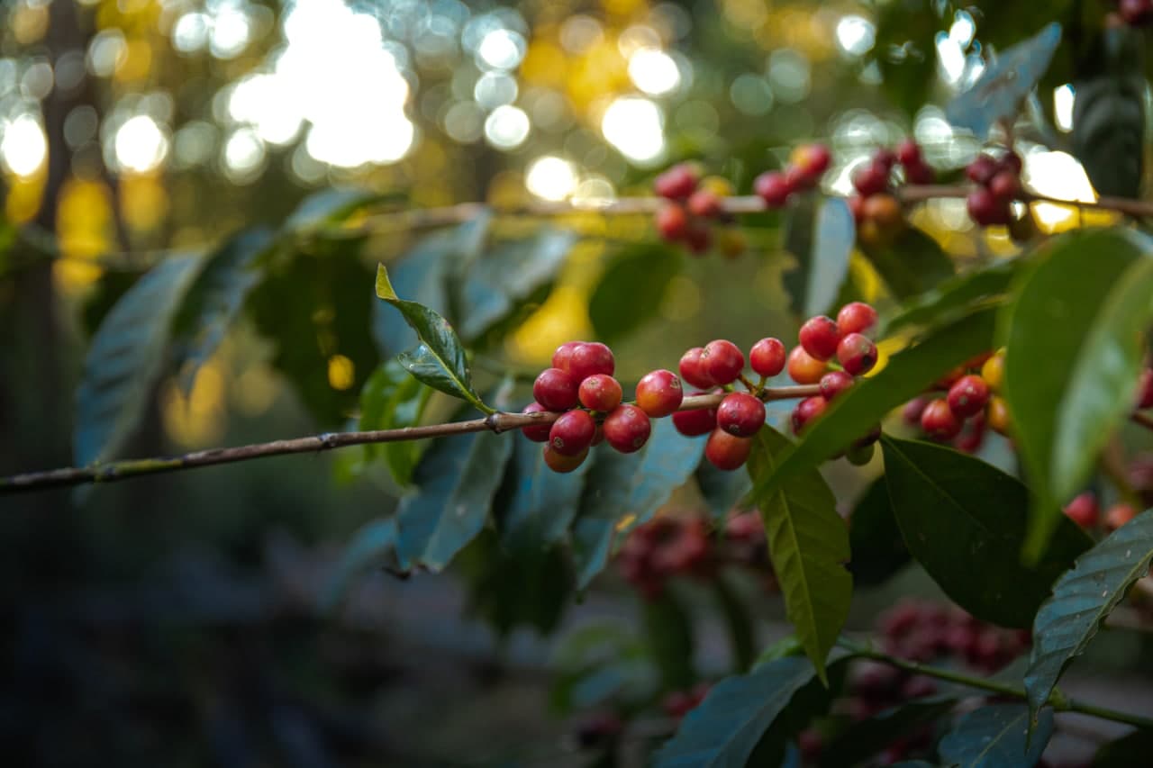 Ethiopia Lalesa