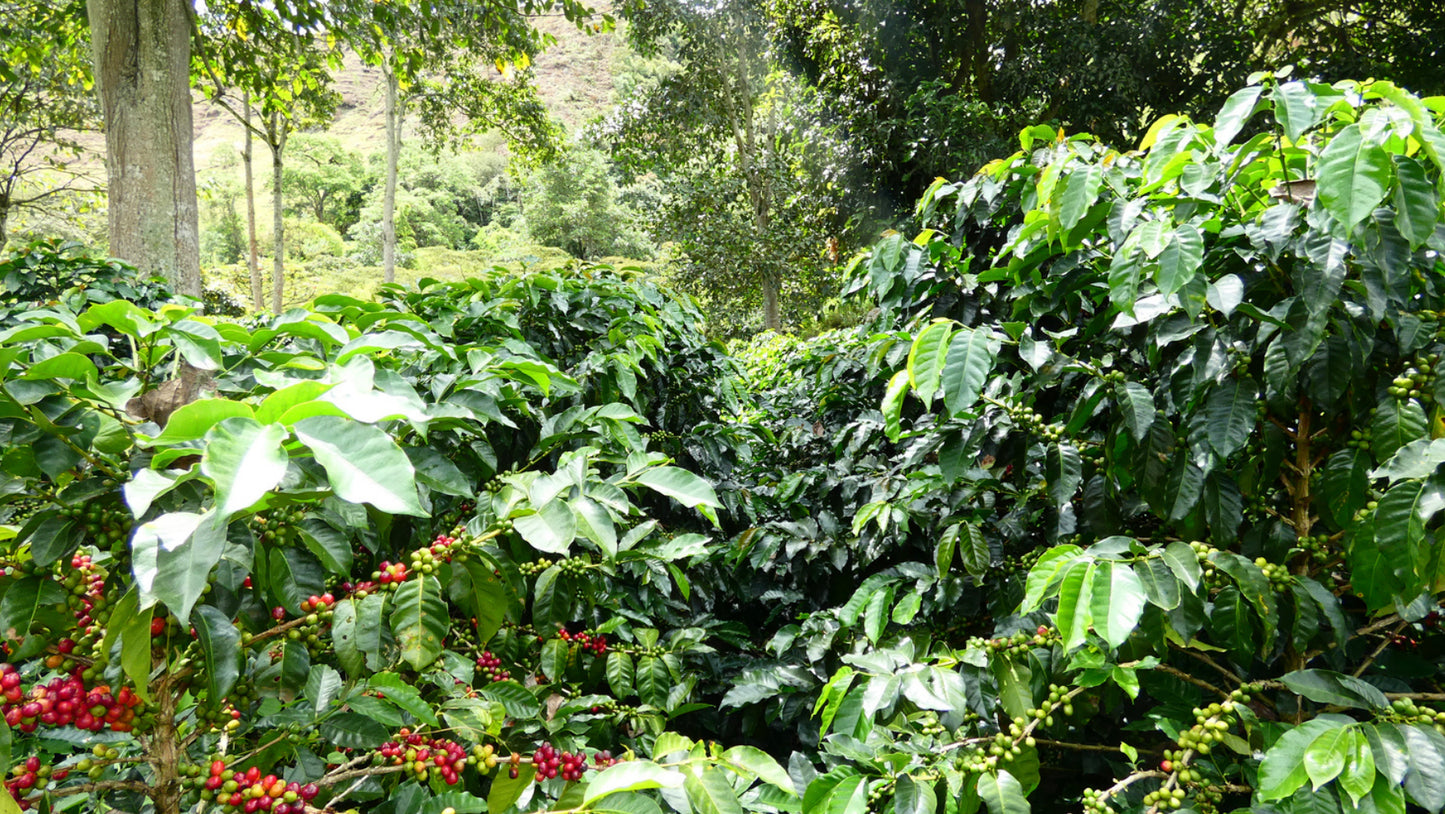 Colombia INZA