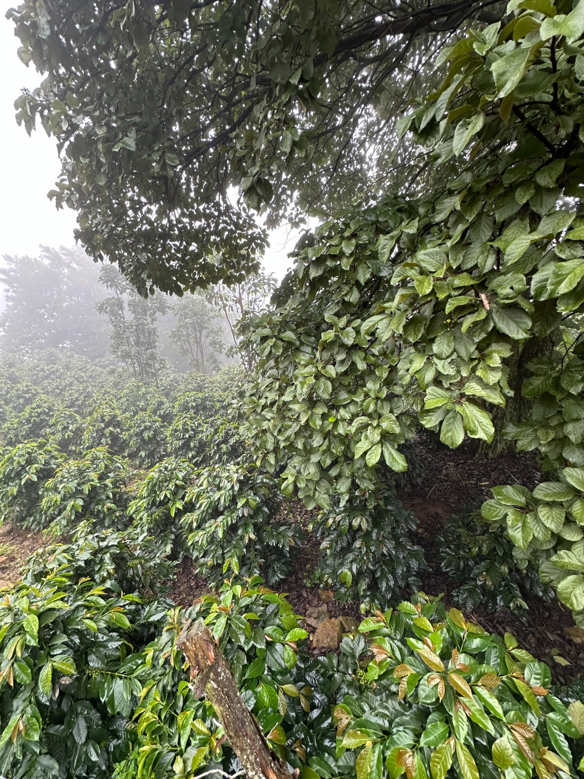 Costa Rica Alba