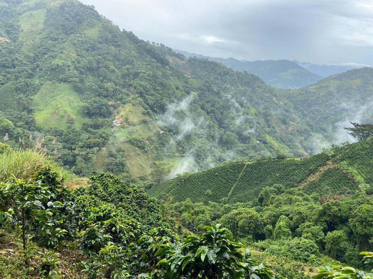 Antunkaa Colombian Decaf