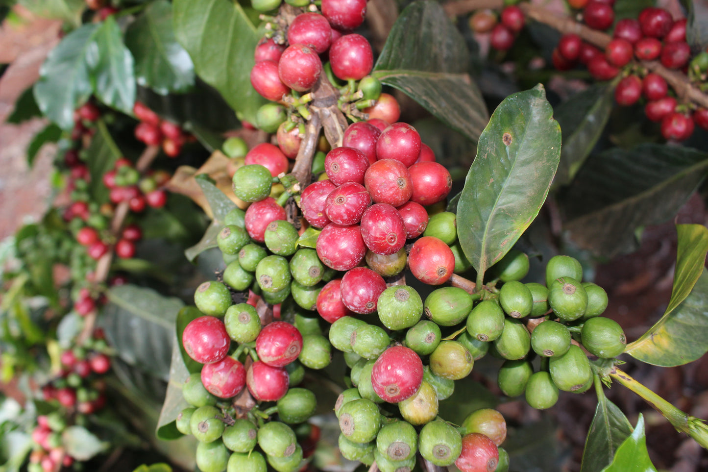 Kenya Gachatha AB