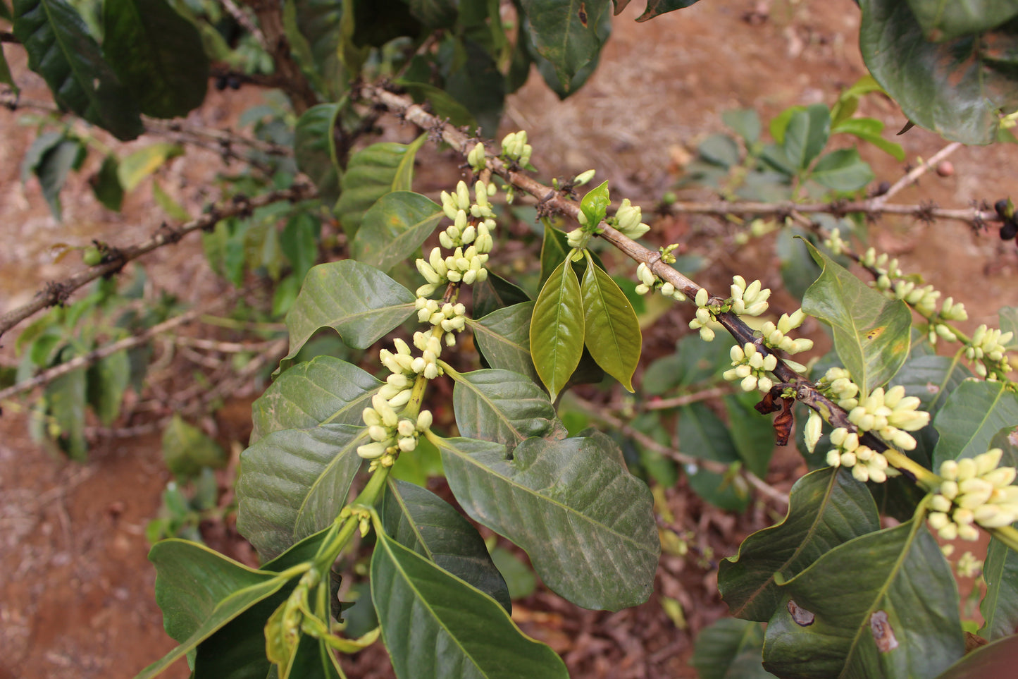 Kenya Gachatha AB
