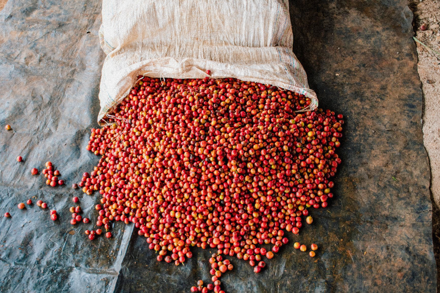 Kenya Gura