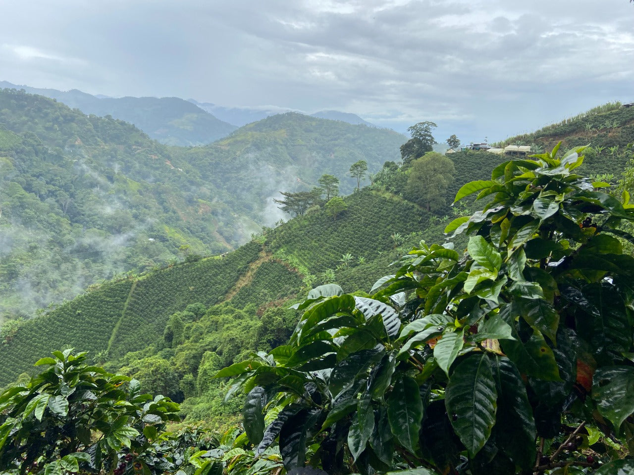 Antunkaa Colombian Decaf