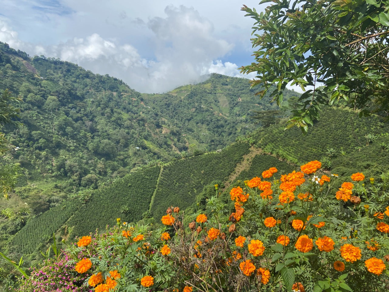 Antunkaa Colombian Decaf