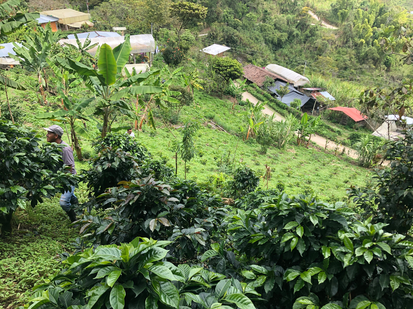 Colombia San Lorenzo