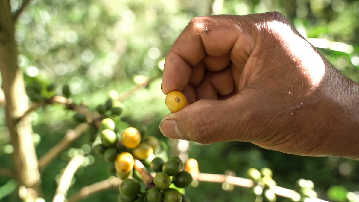 Colombia San Lorenzo